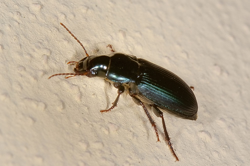 Harpalus sp.?  S !, Harpalus honestus  (Carabidae)